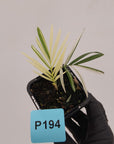 Chamaedorea elegans Parlour Palm Variegated