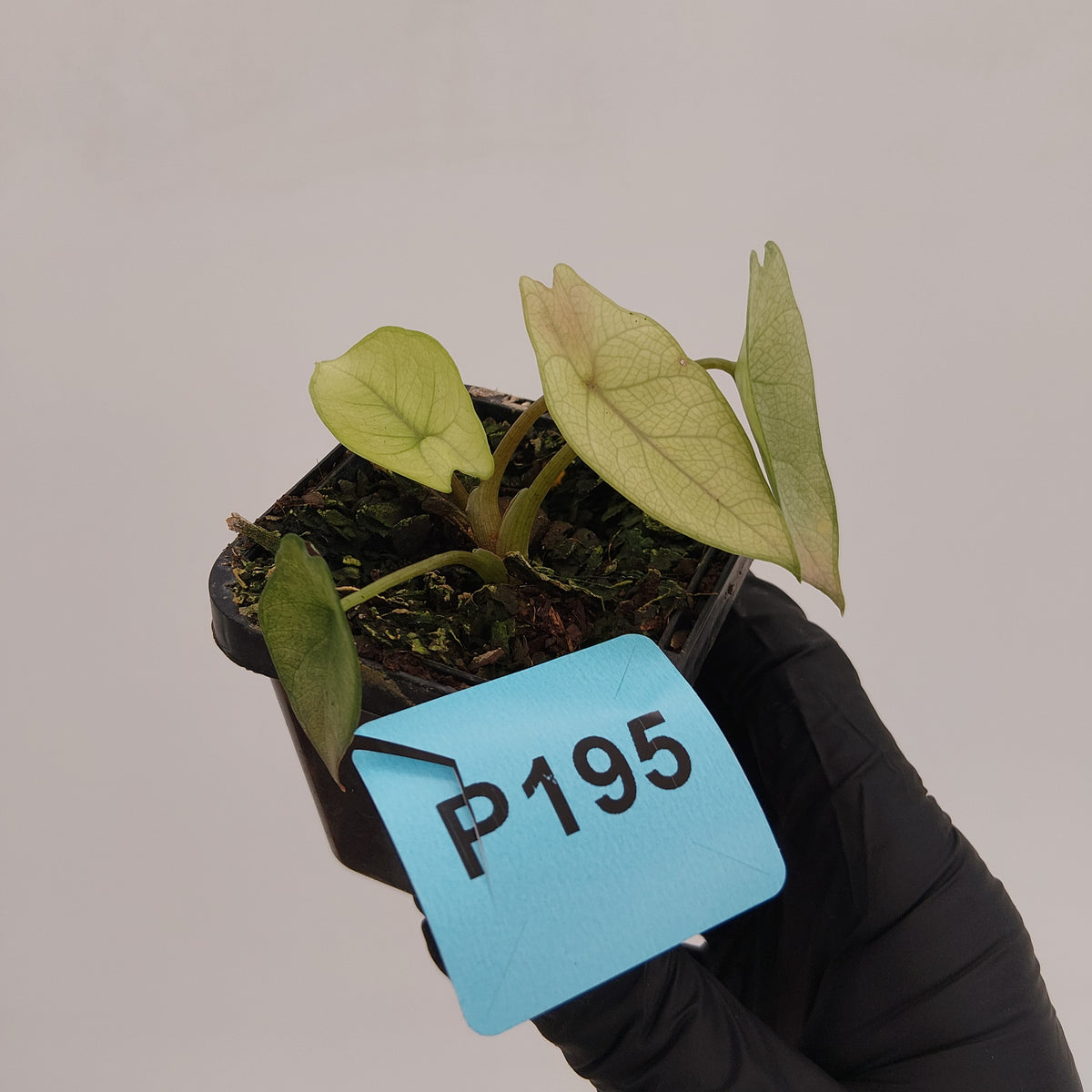 Alocasia scalprum 'Mint'