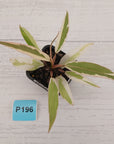 Philodendron serratum Caramel Marble Albo