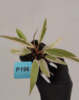 Philodendron serratum Caramel Marble Albo