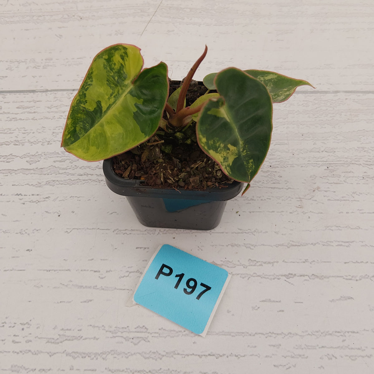 Philodendron billietiae Variegata