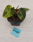 Philodendron billietiae Variegata