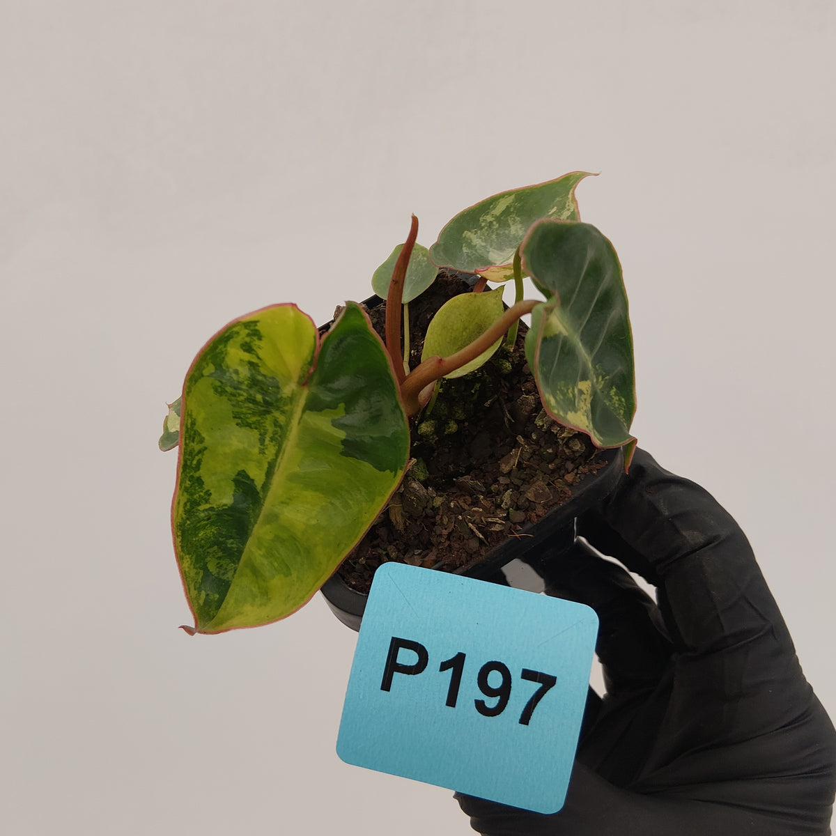 Philodendron billietiae Variegata