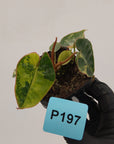 Philodendron billietiae Variegata