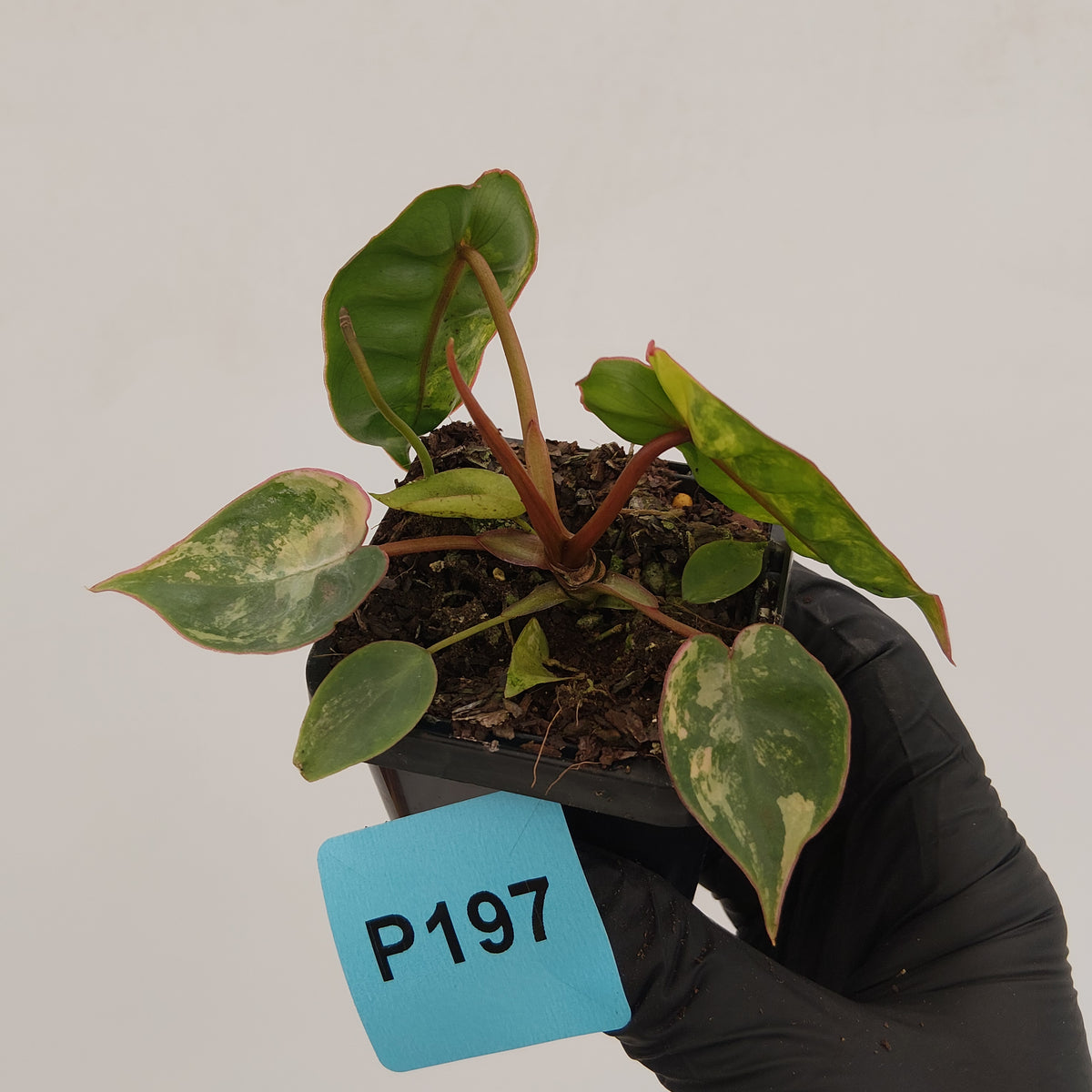 Philodendron billietiae Variegata