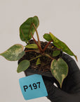 Philodendron billietiae Variegata