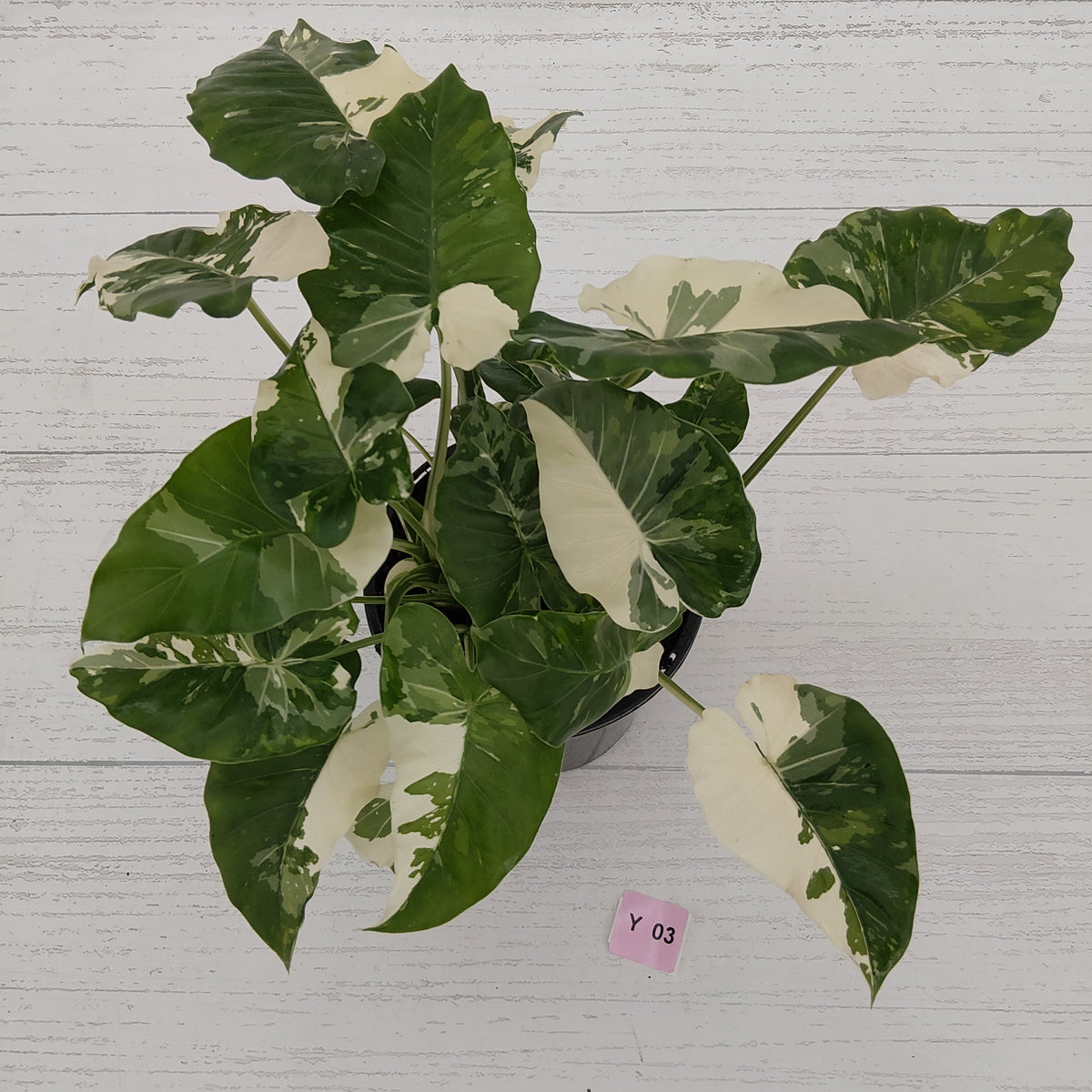 Alocasia 'Okinawa Silver' -
