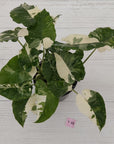 Alocasia 'Okinawa Silver' -