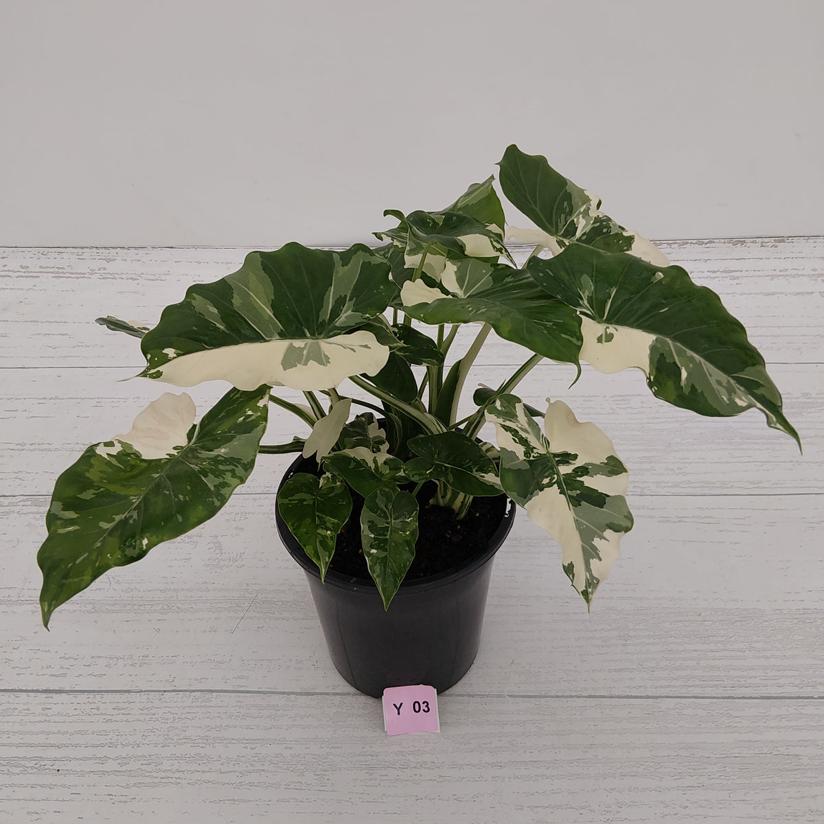 Alocasia 'Okinawa Silver' -