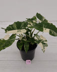 Alocasia 'Okinawa Silver' -