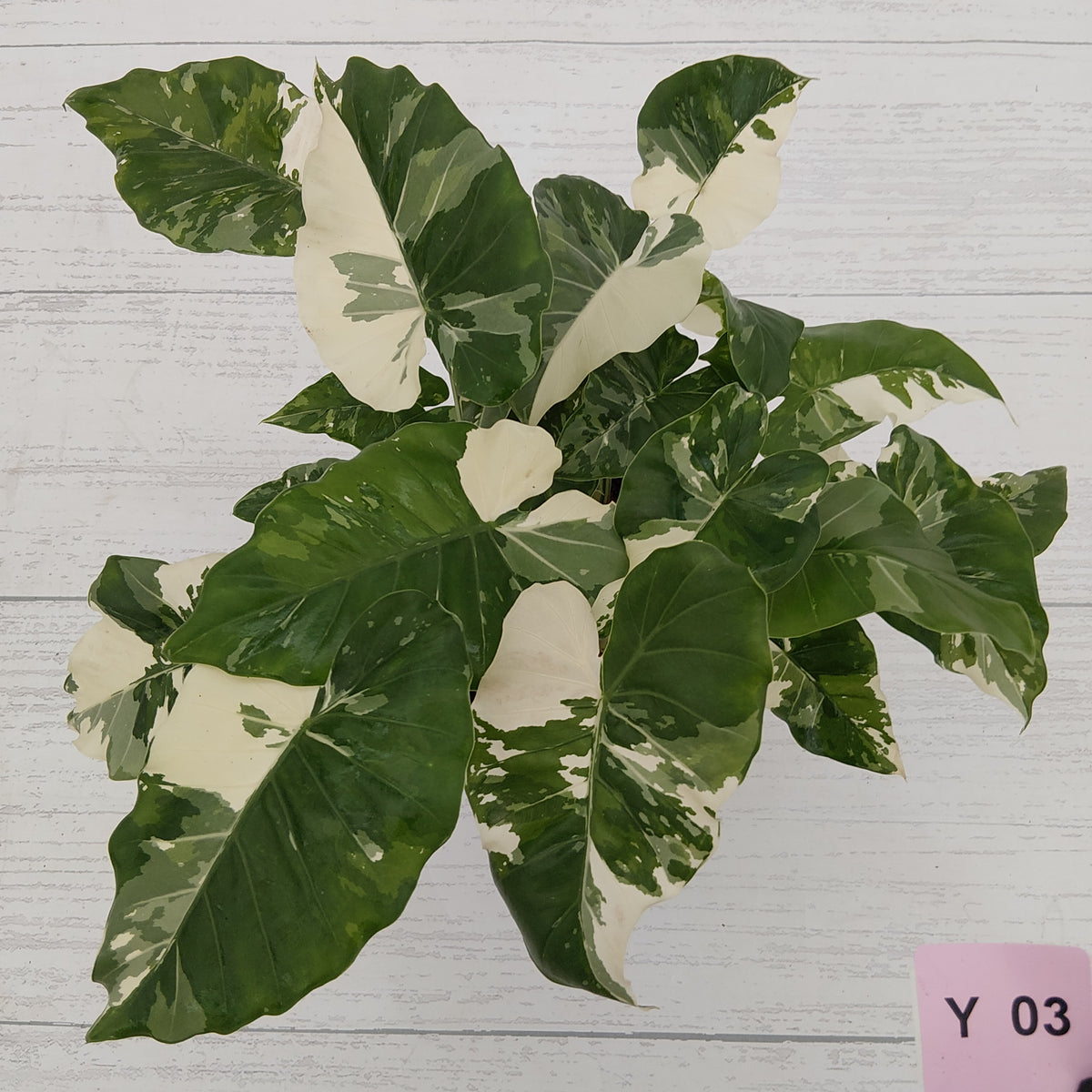 Alocasia 'Okinawa Silver' -