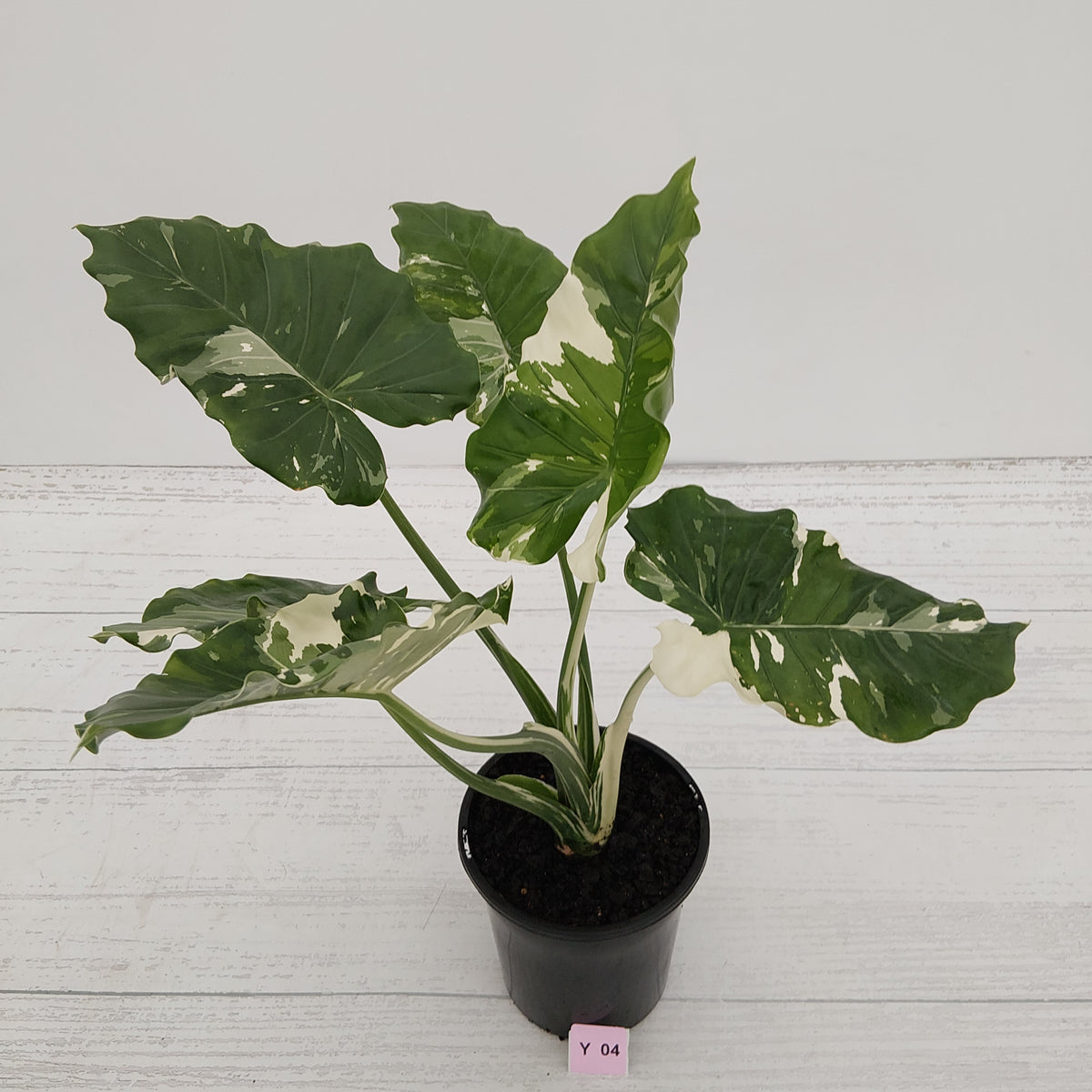 Alocasia 'Okinawa Silver' -