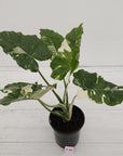 Alocasia 'Okinawa Silver' -