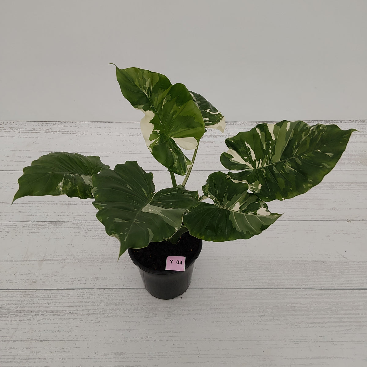 Alocasia 'Okinawa Silver' -