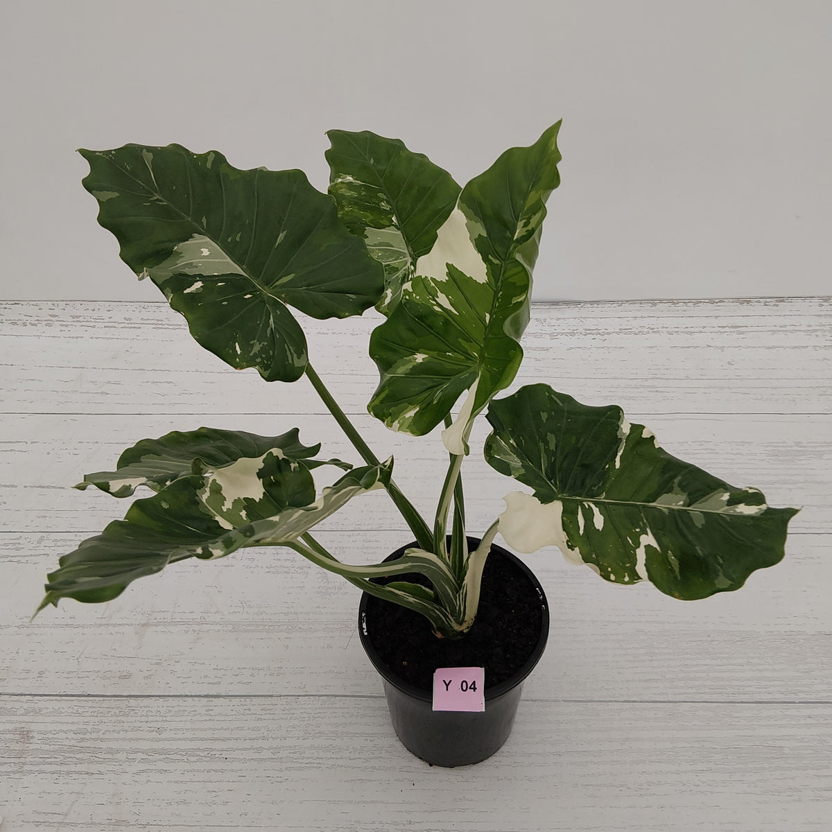 Alocasia 'Okinawa Silver' -