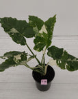 Alocasia 'Okinawa Silver' -