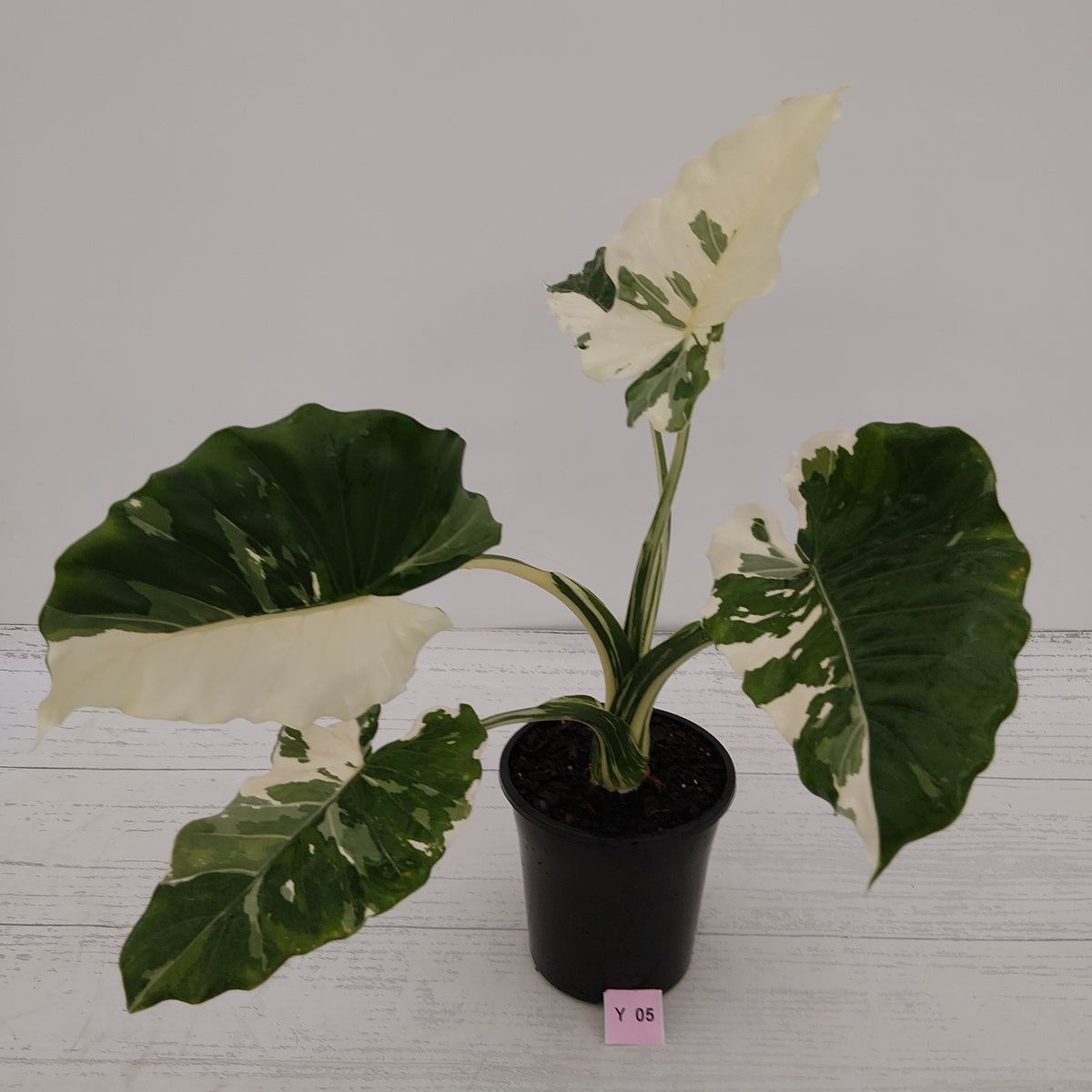 Alocasia 'Okinawa Silver' -