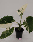Alocasia 'Okinawa Silver' -