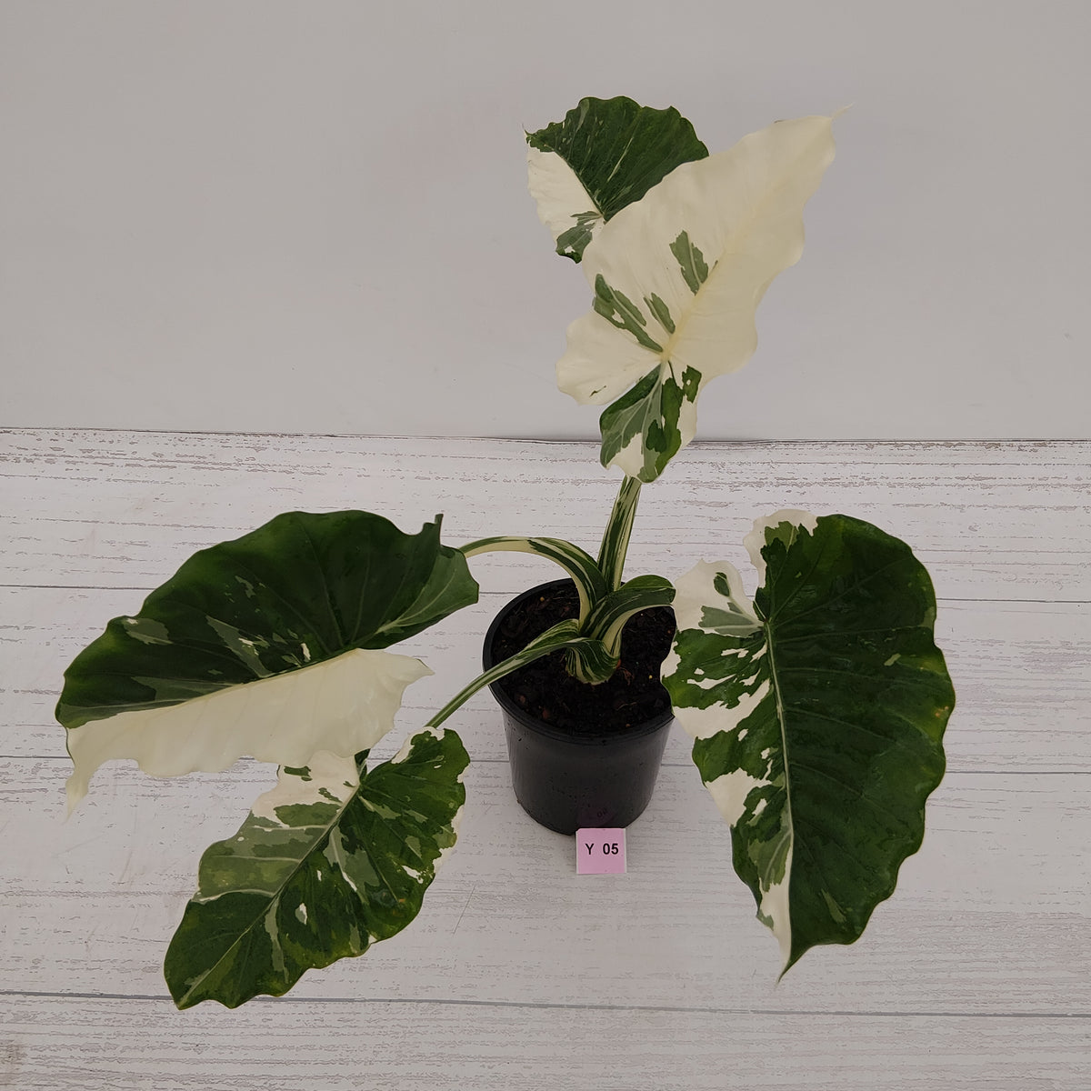 Alocasia 'Okinawa Silver' -