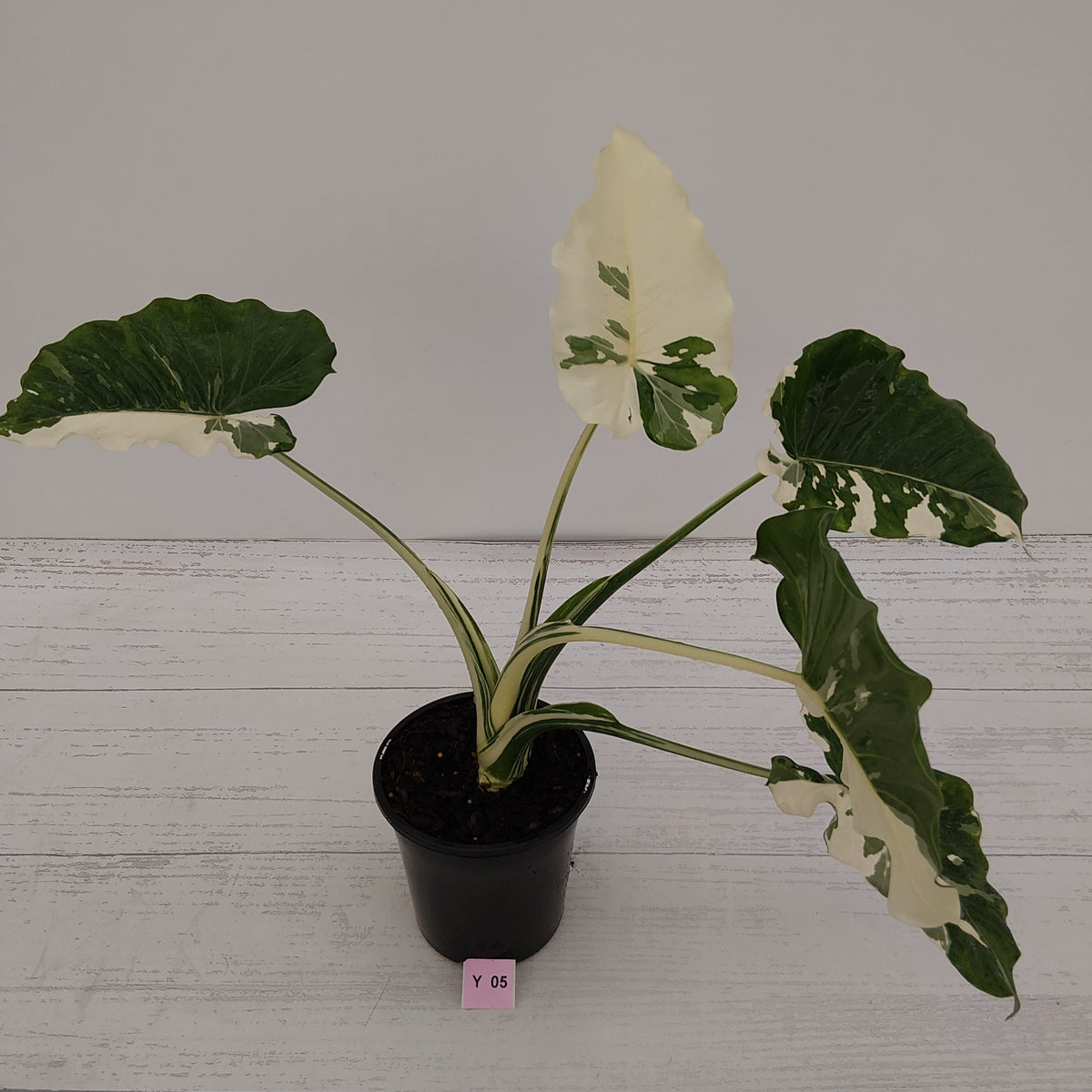 Alocasia 'Okinawa Silver' -