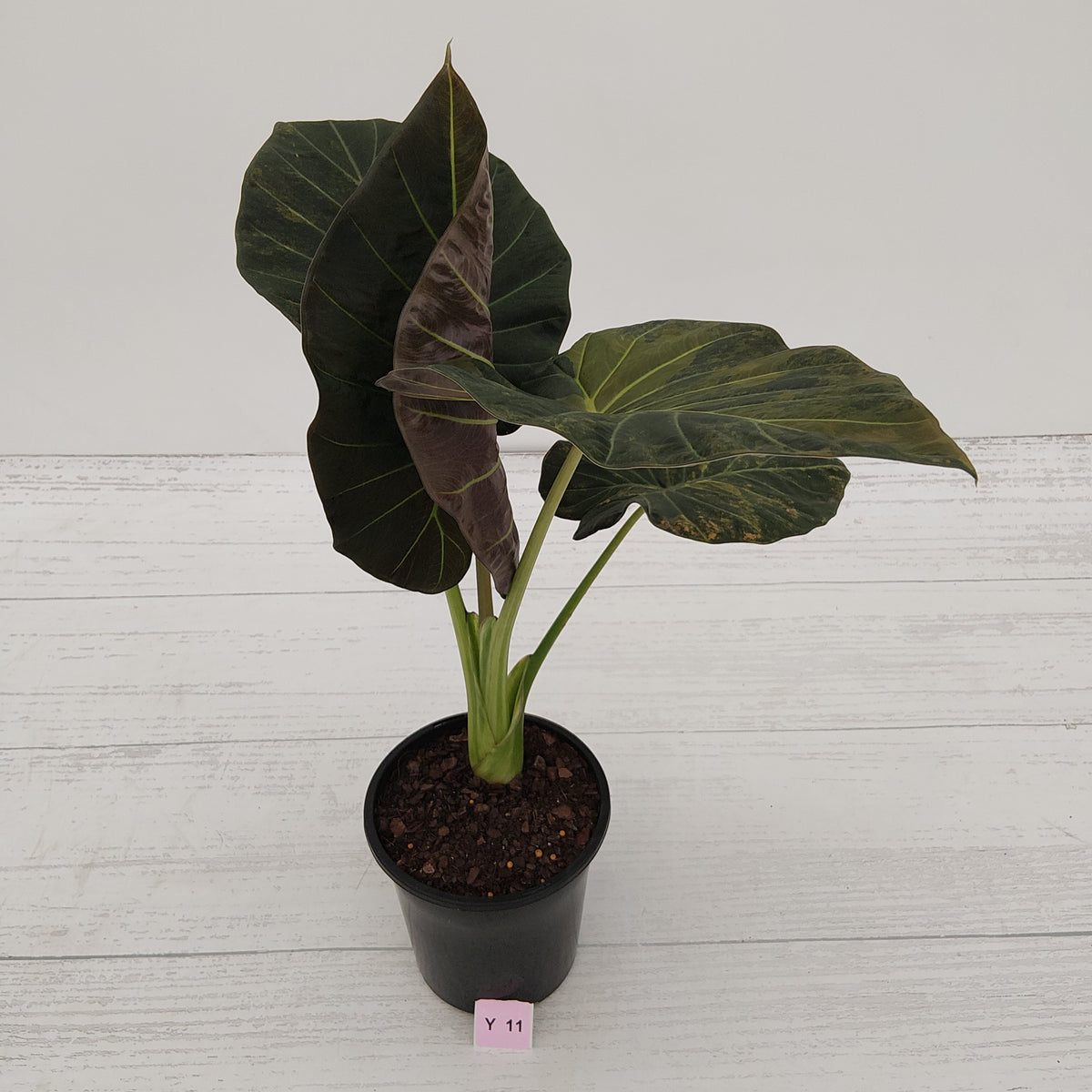 Alocasia 'Regal Shields'  variegata