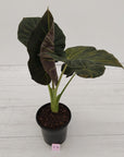 Alocasia 'Regal Shields'  variegata