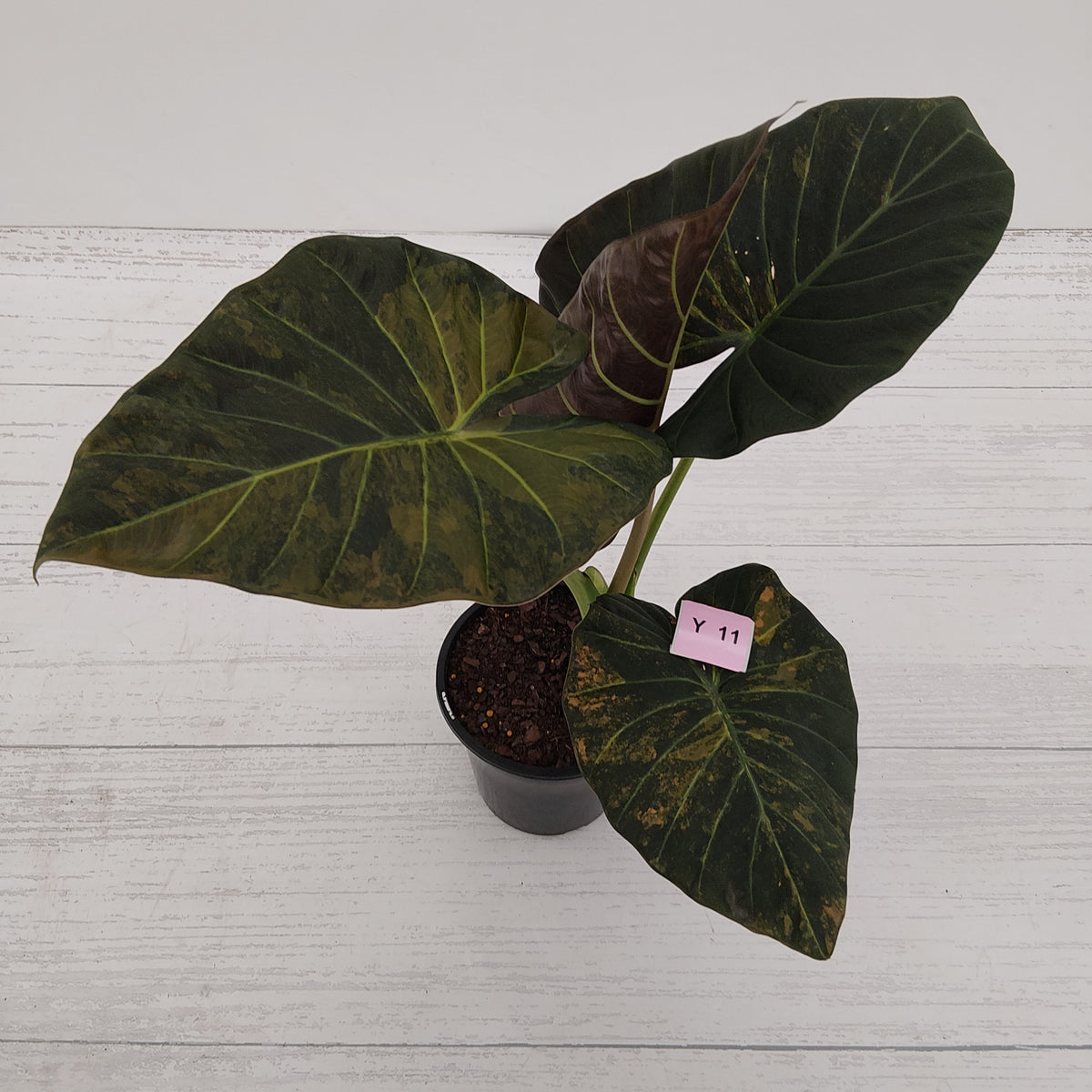 Alocasia 'Regal Shields'  variegata