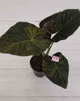 Alocasia 'Regal Shields'  variegata