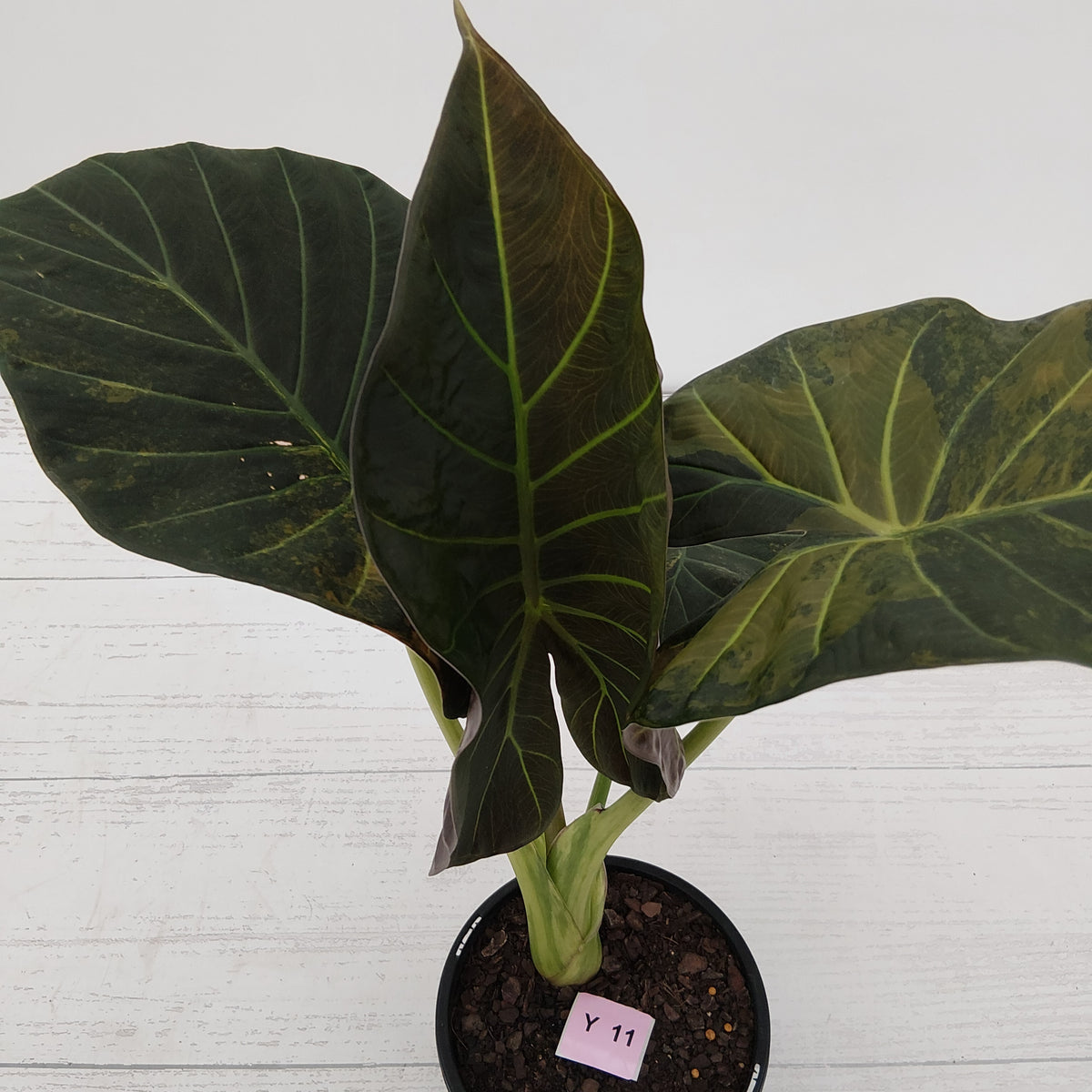 Alocasia 'Regal Shields'  variegata