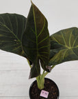 Alocasia 'Regal Shields'  variegata