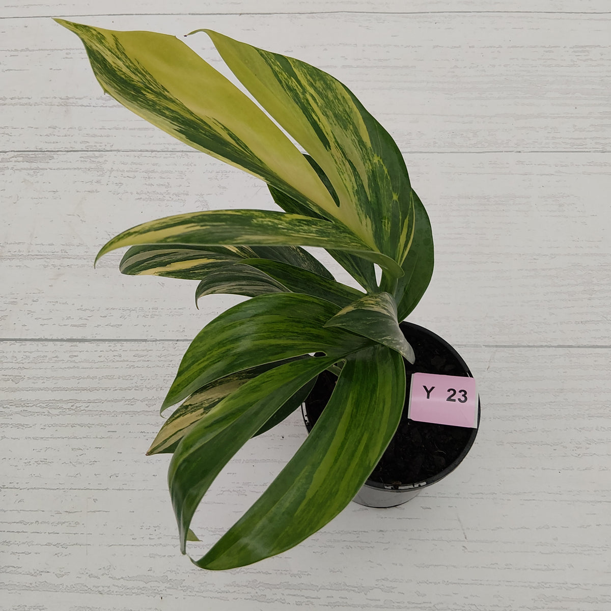 Rhaphidophora decursiva ‘Dragon's Tail’ Variegata