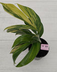 Rhaphidophora decursiva ‘Dragon's Tail’ Variegata