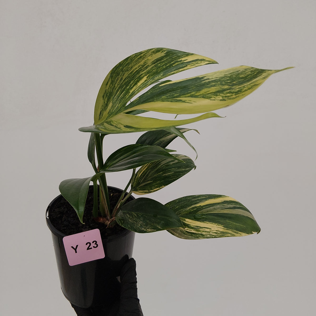 Rhaphidophora decursiva ‘Dragon's Tail’ Variegata
