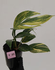 Rhaphidophora decursiva ‘Dragon's Tail’ Variegata