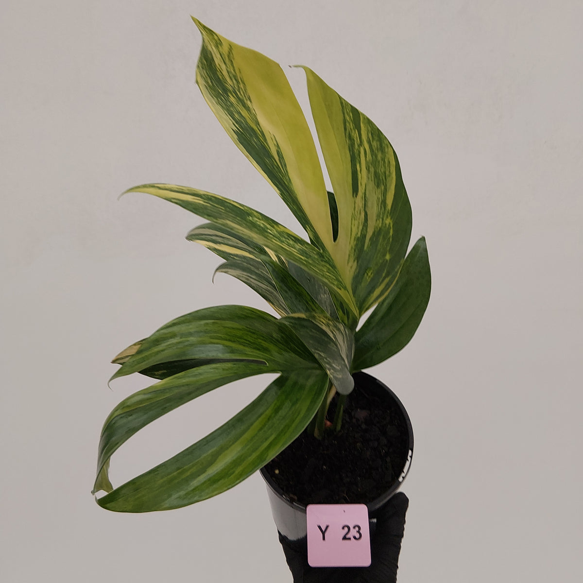 Rhaphidophora decursiva ‘Dragon's Tail’ Variegata