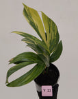Rhaphidophora decursiva ‘Dragon's Tail’ Variegata