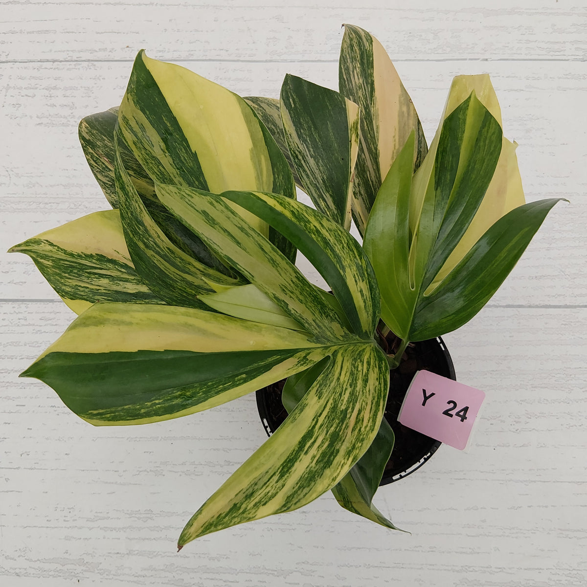 Rhaphidophora decursiva ‘Dragon's Tail’ Variegata