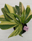 Rhaphidophora decursiva ‘Dragon's Tail’ Variegata