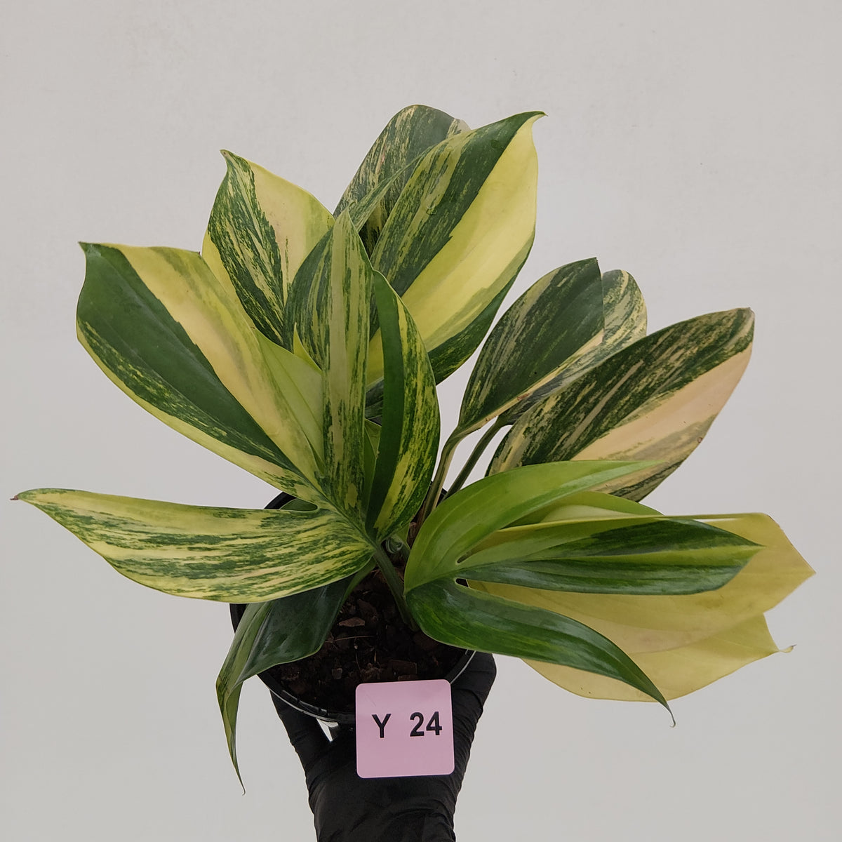 Rhaphidophora decursiva ‘Dragon's Tail’ Variegata