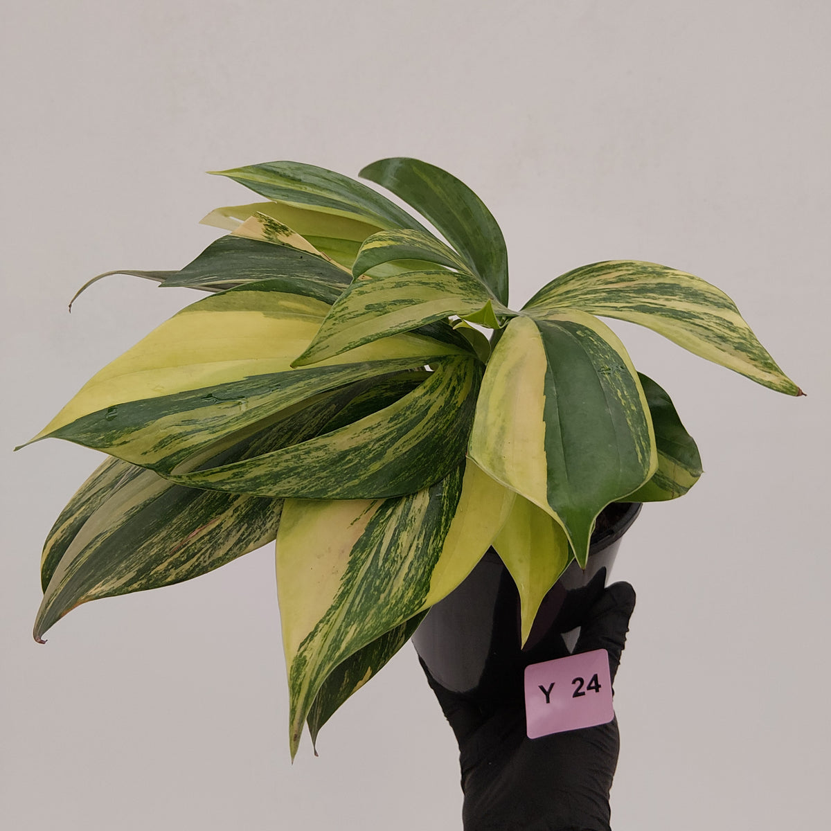 Rhaphidophora decursiva ‘Dragon's Tail’ Variegata