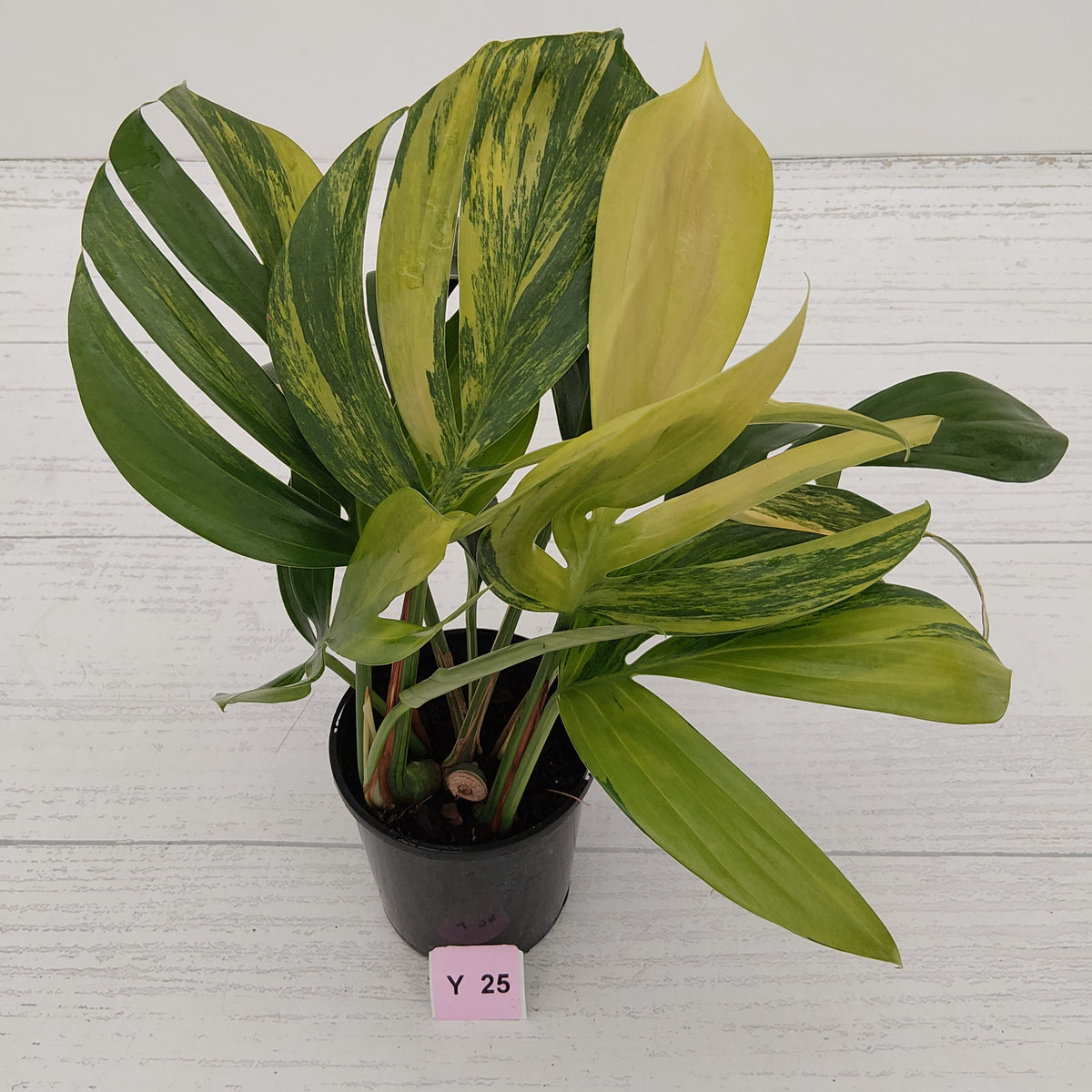 Rhaphidophora decursiva ‘Dragon's Tail’ Variegata