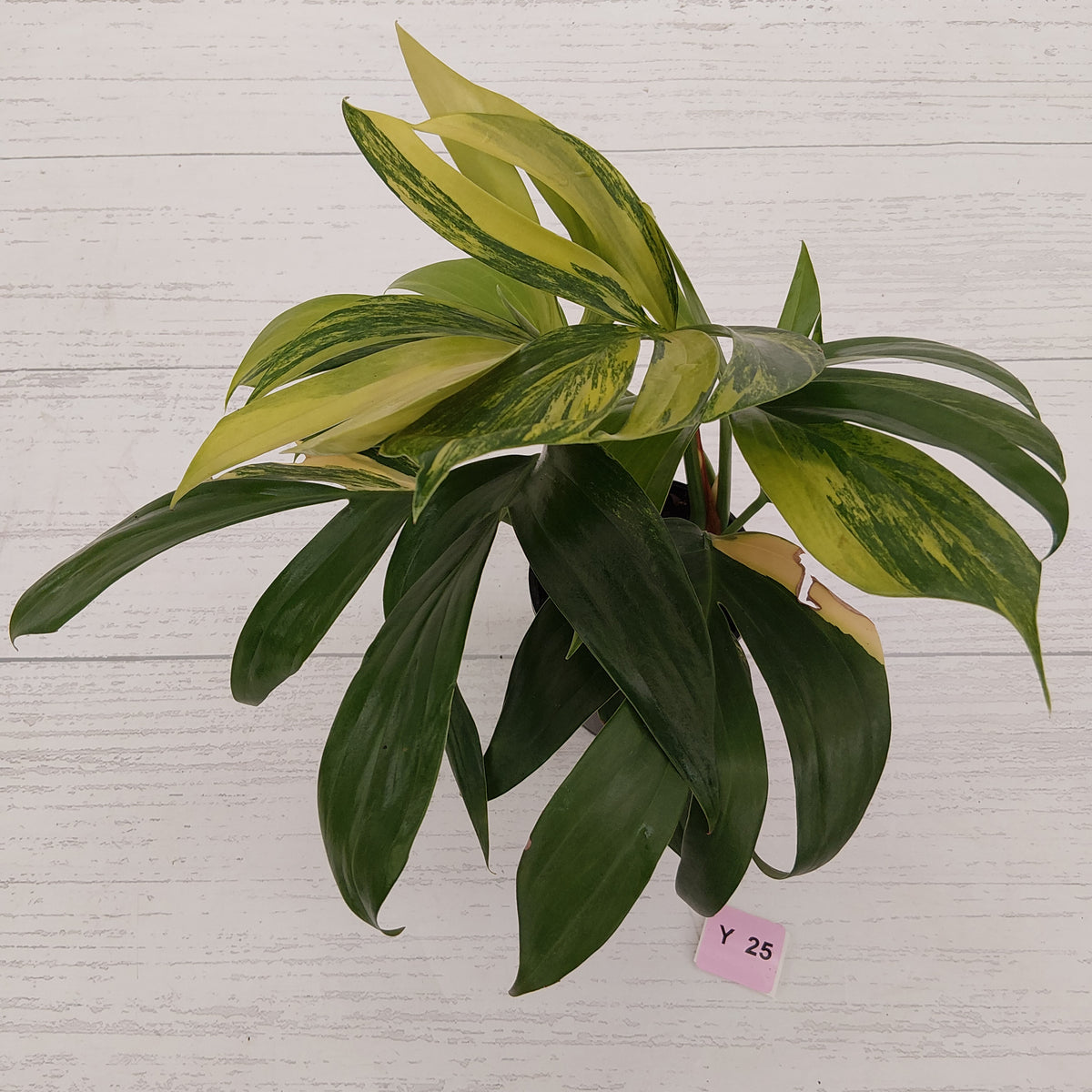 Rhaphidophora decursiva ‘Dragon's Tail’ Variegata