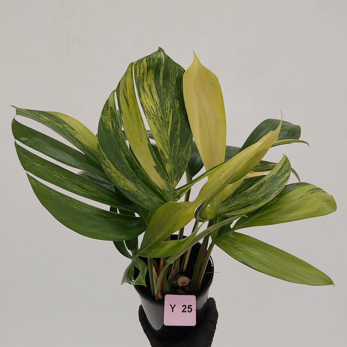 Rhaphidophora decursiva ‘Dragon's Tail’ Variegata