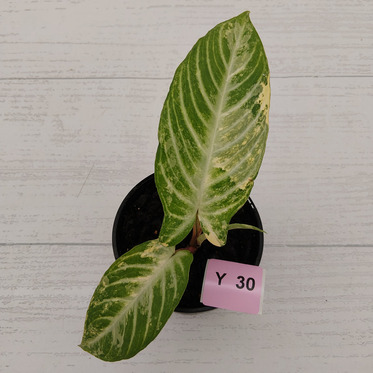 Phyllotaenium lindenii Magnificum Variegata - sale