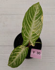 Phyllotaenium lindenii Magnificum Variegata - sale