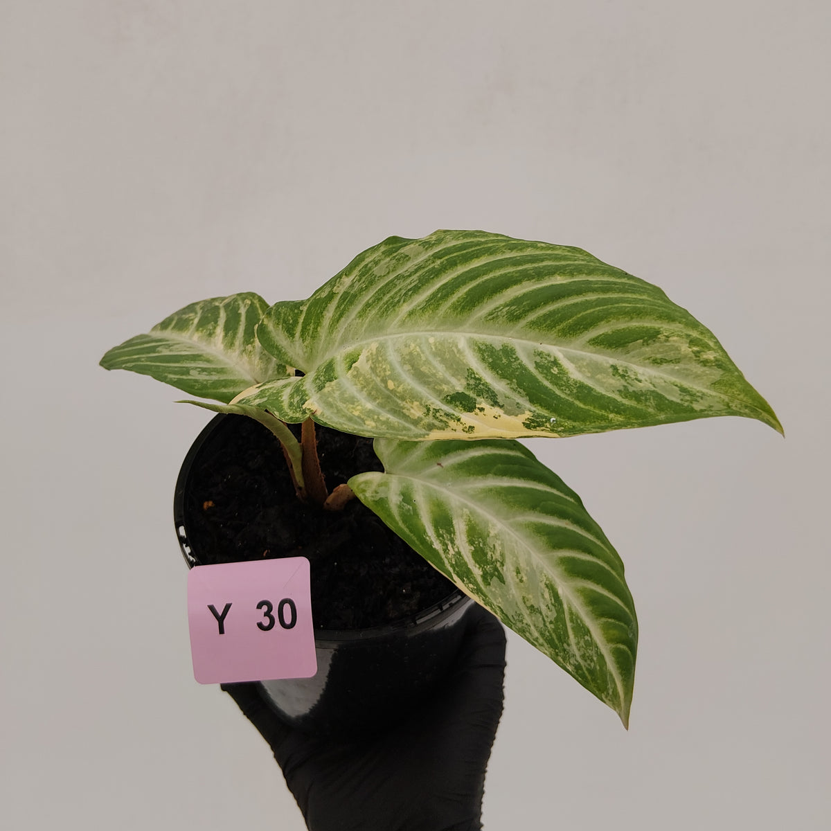 Phyllotaenium lindenii Magnificum Variegata - sale