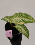 Phyllotaenium lindenii Magnificum Variegata - sale