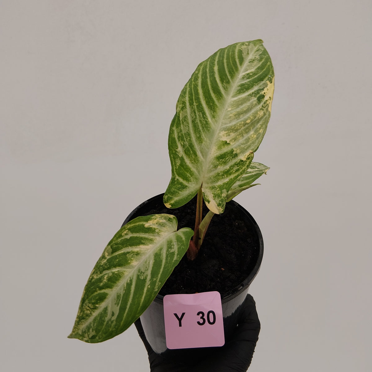 Phyllotaenium lindenii Magnificum Variegata - sale