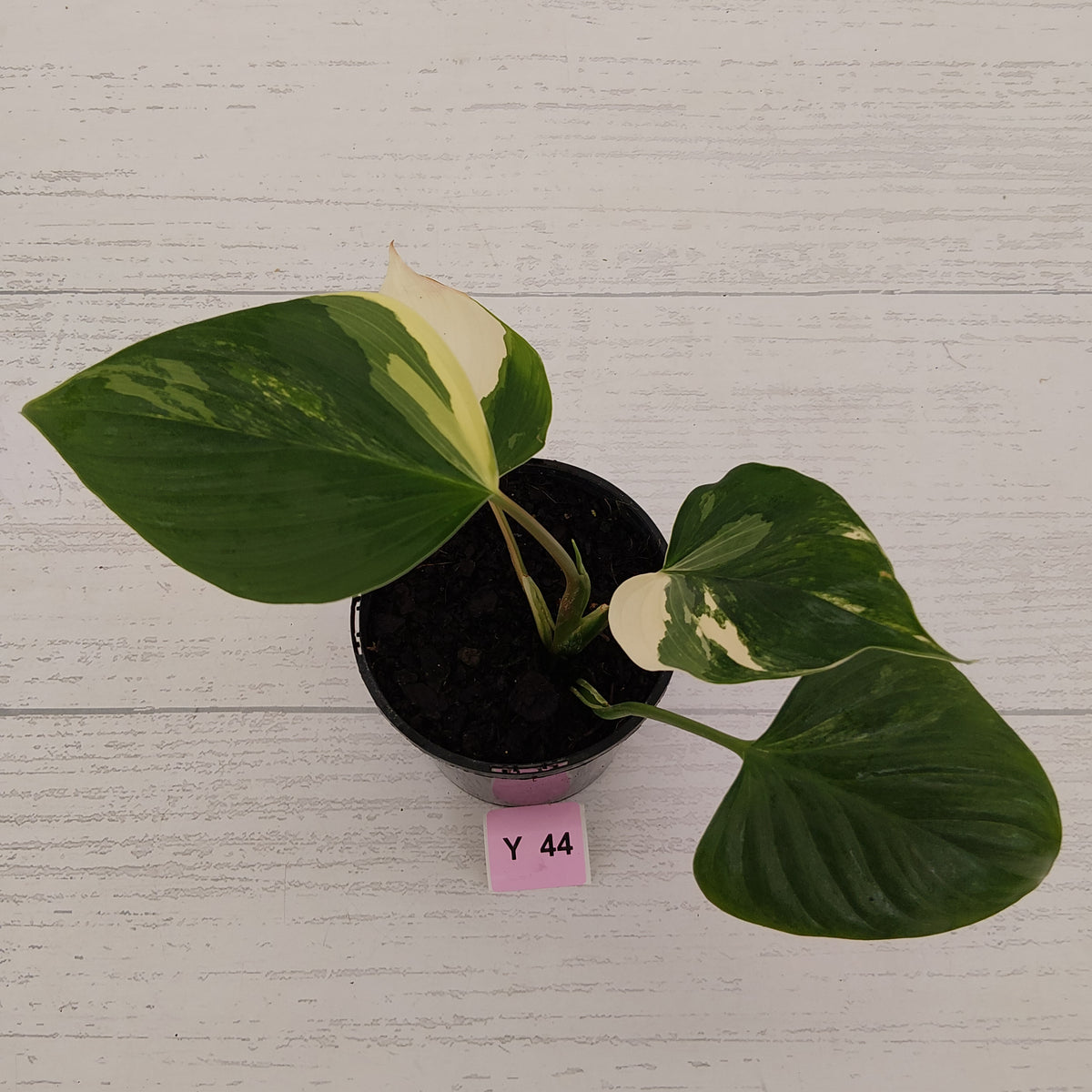 Homalomena rubescens 'Emerald Gem' Variegata