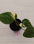 Homalomena rubescens 'Emerald Gem' Variegata